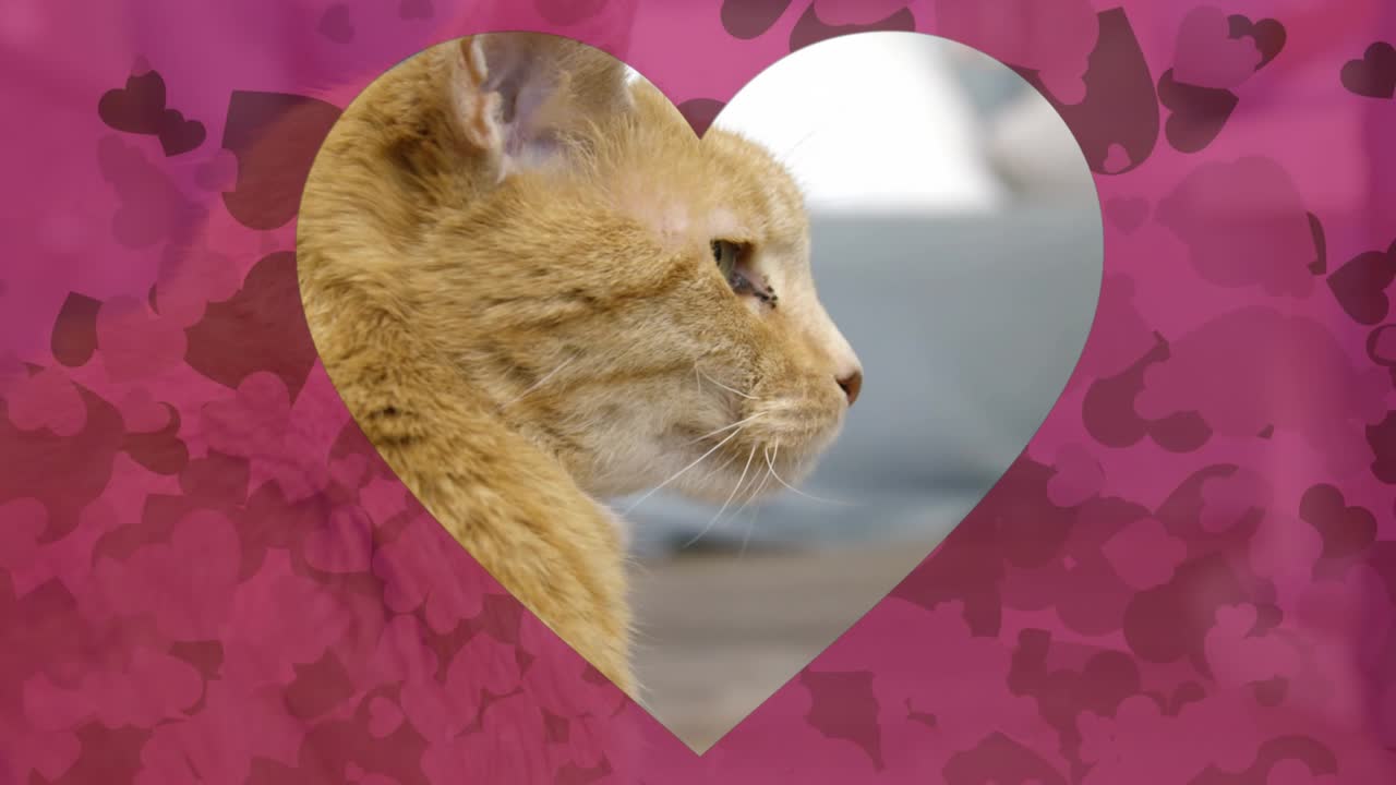 Overlay merah muda terbuka dengan bingkai hati sementara kucing tabby oranye memutar kepala untuk menampilkan profil samping