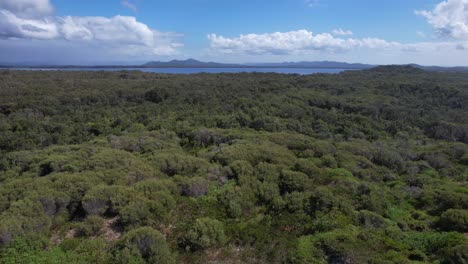 bosques espesos y dunas de arena en la playa de mungo en nueva gales del sur, australia