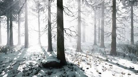 trees in misty winter forest frosty and foggy