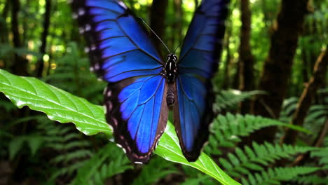 vibrant blue butterfly in a lush forest