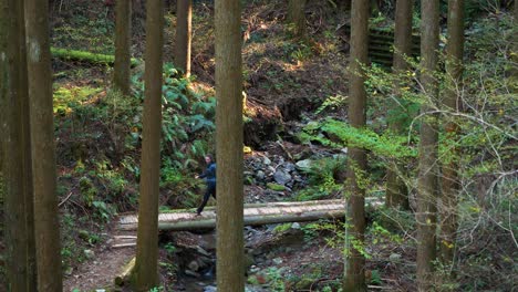 estático, caminante cruza un puente de madera entre árboles y helechos, kumano kodo
