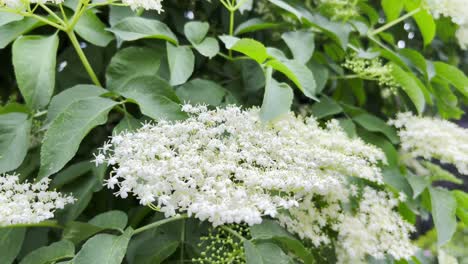 beautiful white elder flower on a green tree spring nature beautiful white elder flower on a green tree spring nature