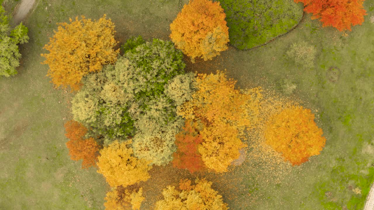volando sobre el parque de la ciudad en otoño con árboles rojos, amarillos y verdes