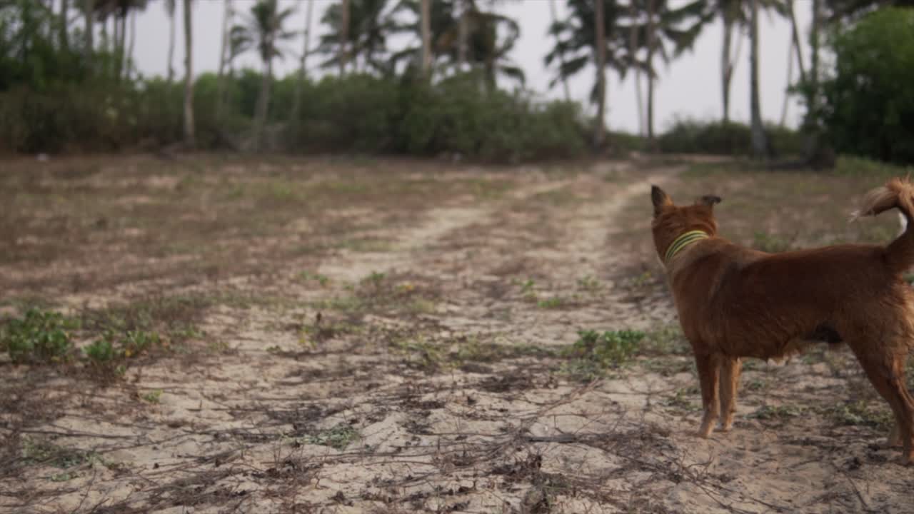 un terrier irlandés y un perro cananeo jugando juntos al aire libre durante el día