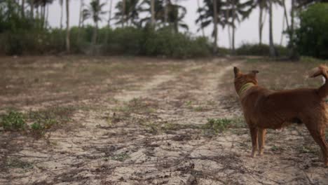 Ein-Irish-Terrier-Und-Ein-Kanaan-Hund-Spielen-Tagsüber-Gemeinsam-Draußen