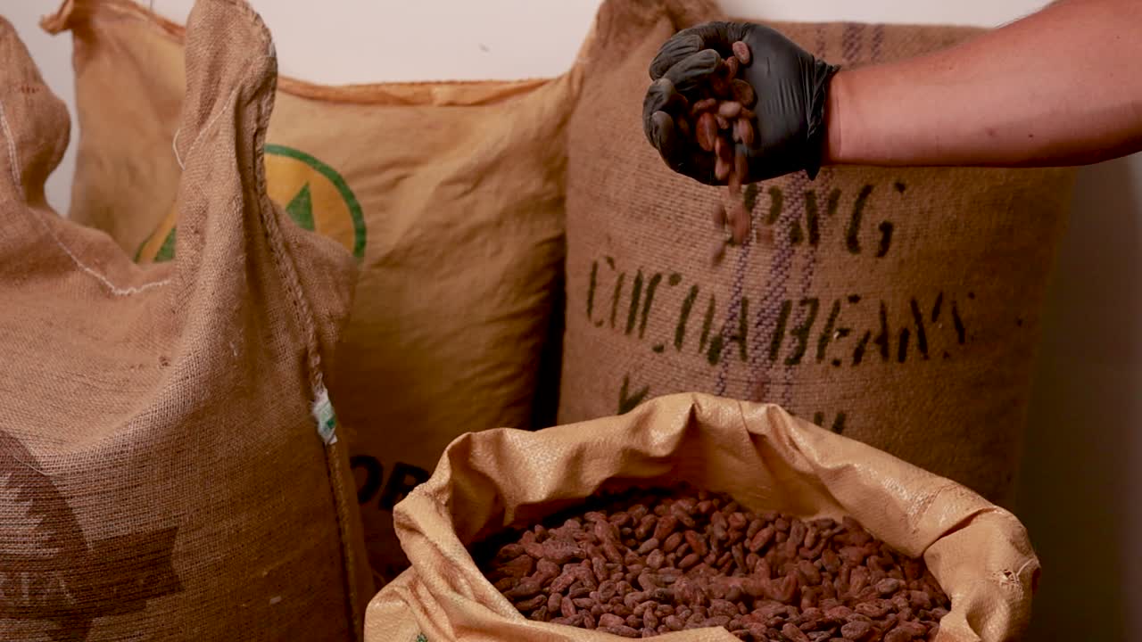 transformación de los granos de cacao