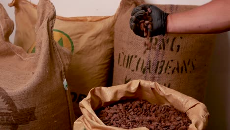 cocoa beans processing