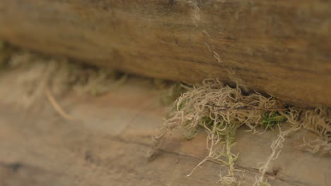 4k de cerca de musgo entre la madera en la casa de troncos, forma ecológica de construcción