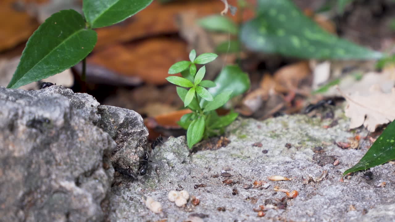 Formigas grandes em rochas e vegetação rasteira, afastando o zoom