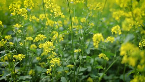 mustard flowers. mustard – mystical flower of happiness and health.