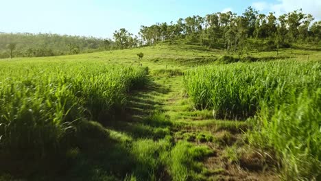 flight over path in sugarcane field