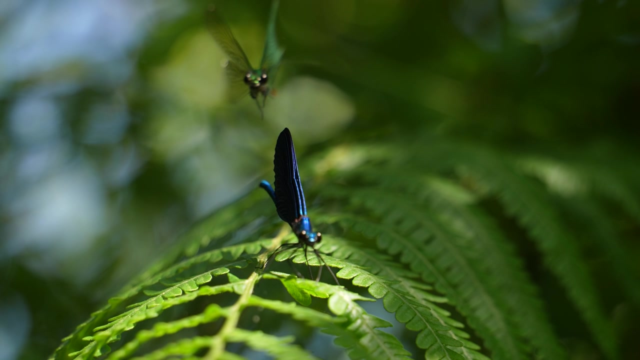 Libellula Calopteryx blu e verde che vola sopra una vegetazione lussureggiante in slow motion, primo piano.