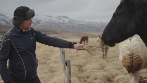 middle aged man feeding black horse by hand in iceland