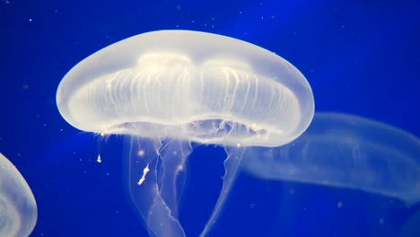 close up shot of slowly moving transparent jellyfish with long tentacles in blue colored ocean