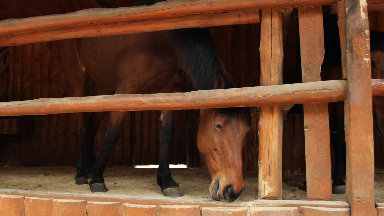 Horse in a Wooden Stall