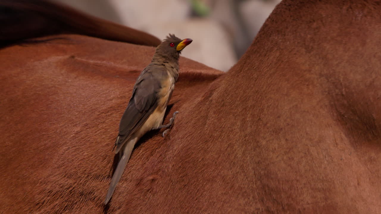 Close up shot of yellow- billed oxpecker balancing on a cow