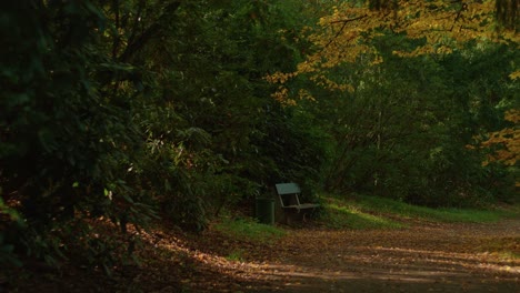 forest trail autumn light with lonely bench