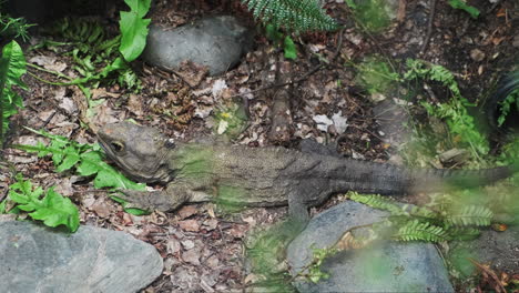 Reptil-Tuatara-Endémico-De-Nueva-Zelanda,-Originado-Durante-El-Triásico,-Conocido-Como-Fósiles-Vivientes