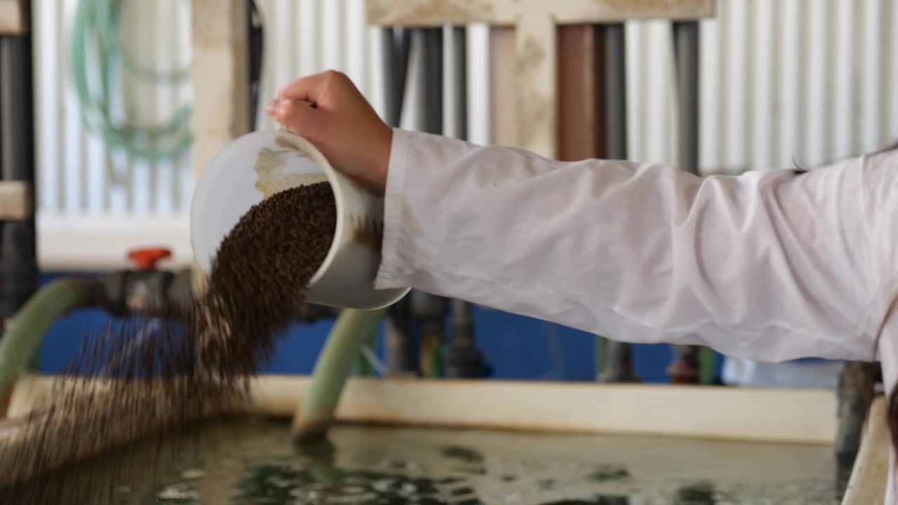 Un acquacoltore in camice bianco versa pellet marroni in una delle grandi vasche per l'allevamento di pesci.