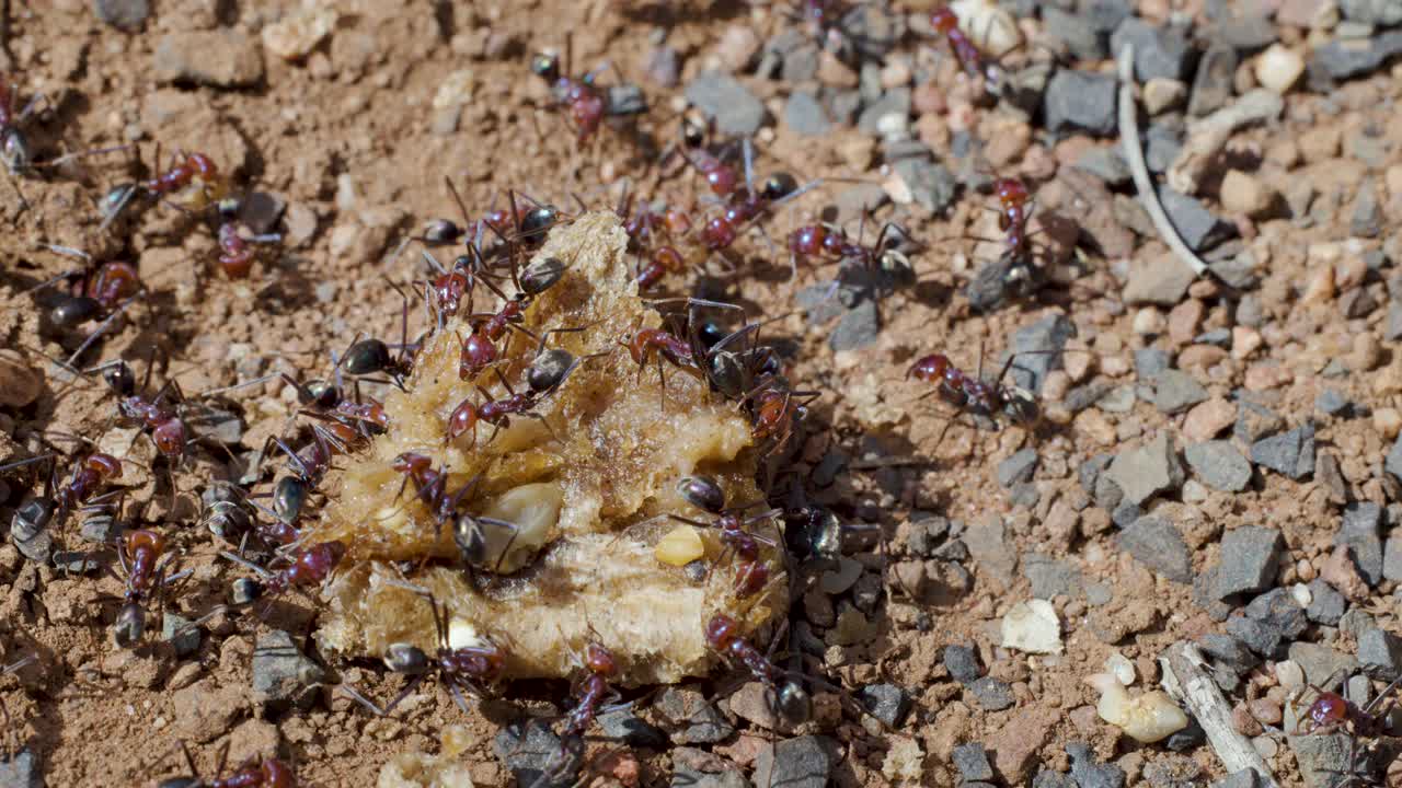 Macro primo piano di formiche che collaborano per raccogliere cibo su terreno roccioso alla luce del giorno