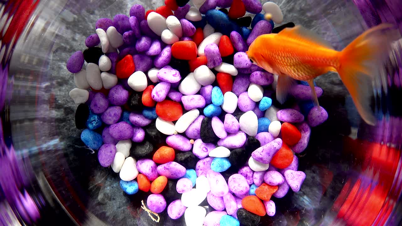 색의 돌이 있는 아름다운 둥근 금고기 그에 금고기