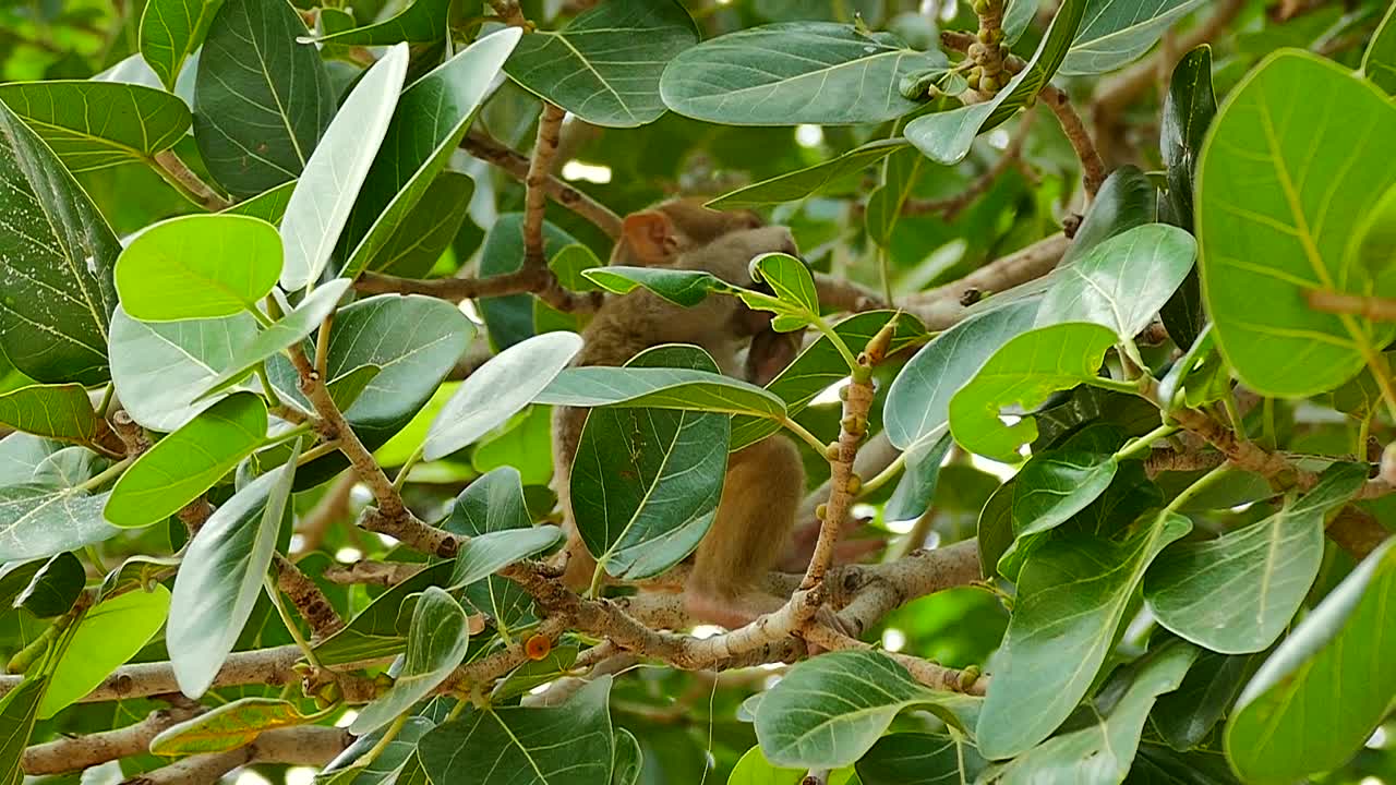 Baby monkey picking the leaf in slow motion