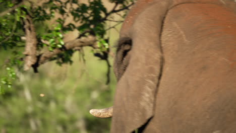 Sobre-El-Hombro-Toma-De-Un-Elefante-Polvoriento-Comiendo-De-Un-árbol-Frondoso-Verde-Con-Su-Tronco-Mientras-Mastica-Una-Rama-De-Hojas