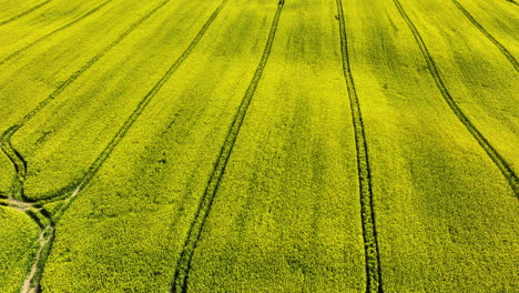 Una-Vista-Aérea-Detallada-De-Un-Campo-De-Colza-Amarillo-Con-Líneas-De-Cultivo-Visibles,-Que-Muestra-La-Textura-Y-El-Diseño-De-La-Plantación