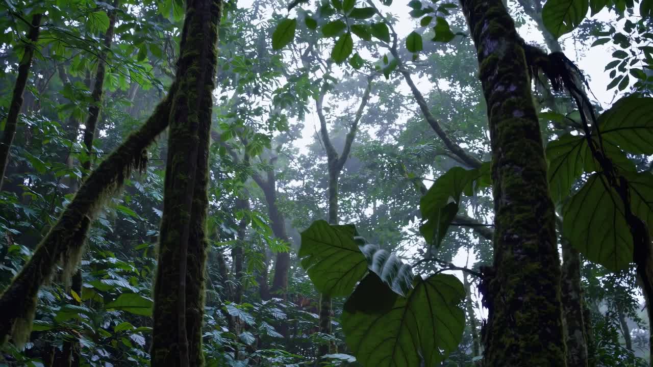 A low-angle shot of a lush, misty rainforest canopy, capturing the serene, immersive atmosphere