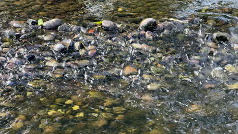 A-shallowsection-of-the-river-Arrow-flowing-over-a-bed-of-pebbles-in-the-Warwickshire-countryside,-England