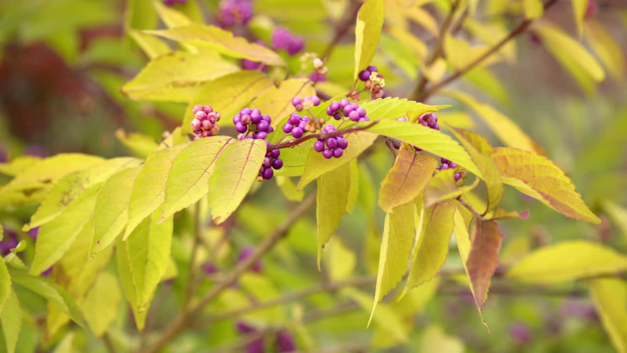 frutos morados de bayas japonesas y hojas amarillas de otoño en seúl, corea del sur
