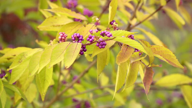 Japanese Beautyberry Purple Fruits And Yellow Autumn Leaves In Seoul, South Korea