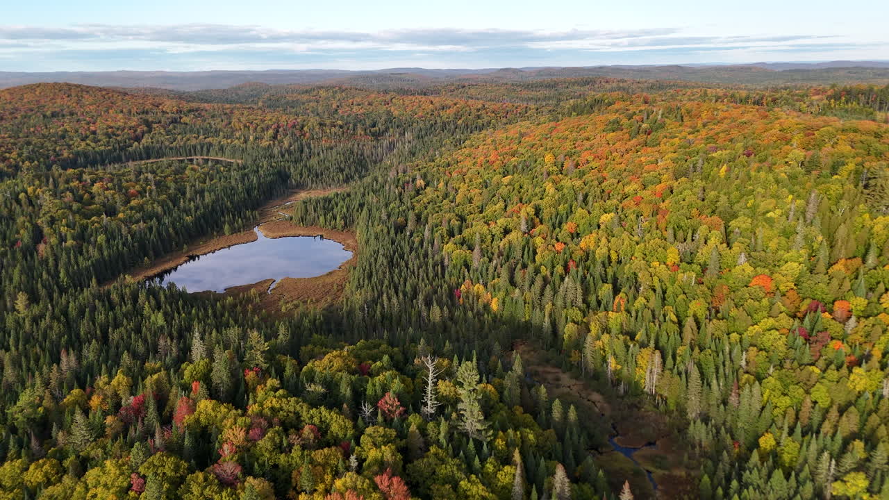 Aerial drone view of an untouched virgin forest during autumn sunset in Mauricie, Quebec, Canada. Warm light highlights the vibrant natural landscape
