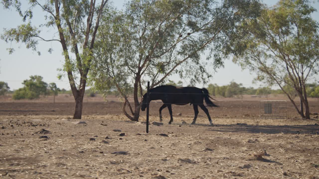 foto de seguimiento de un caballo en una granja del outback en queensland, australia