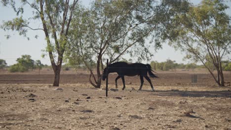 Foto-De-Seguimiento-De-Un-Caballo-En-Una-Granja-Del-Outback-En-Queensland,-Australia