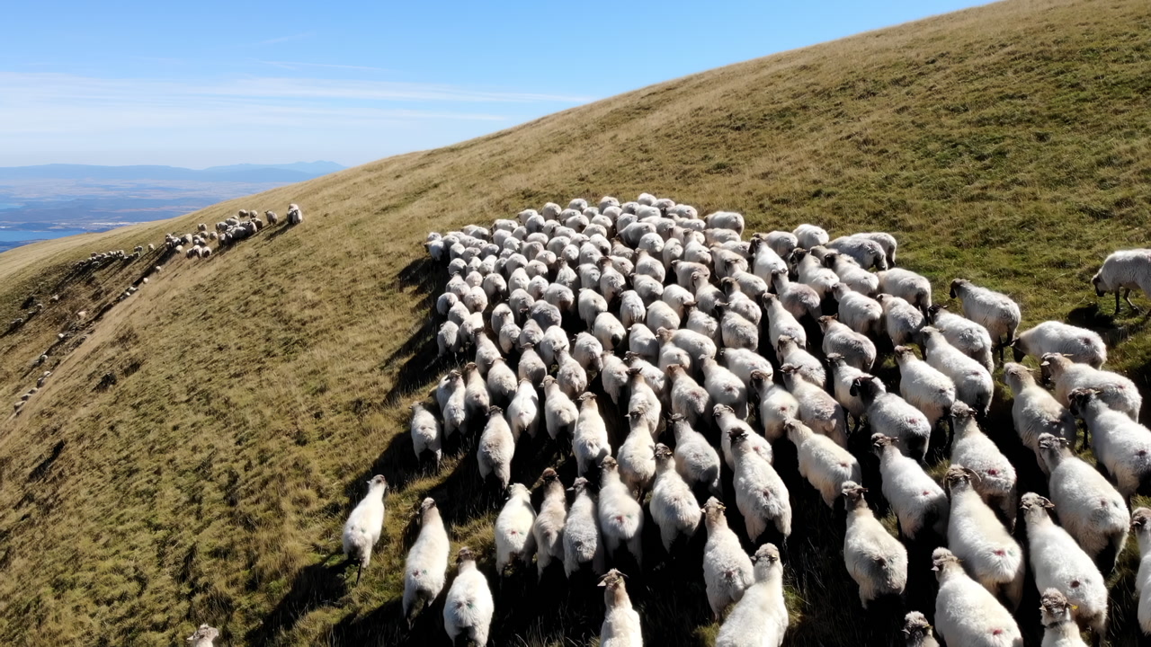 Aerial View Flock Sheep Moving Uphill, Compact Flock Navigating Steep Grassy Hillside Under Clear Blue Sky. Media