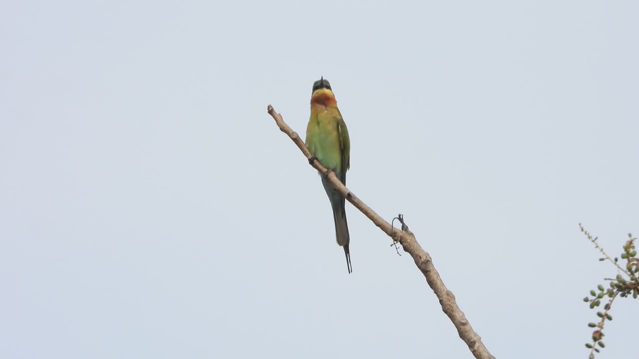 pájaro comedor de abejas en el árbol - relajante