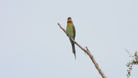 bee-eater bird in tree -relaxing