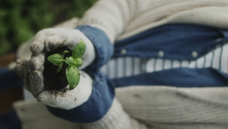 Hands in gardening gloves holding a small plant sprout with soil