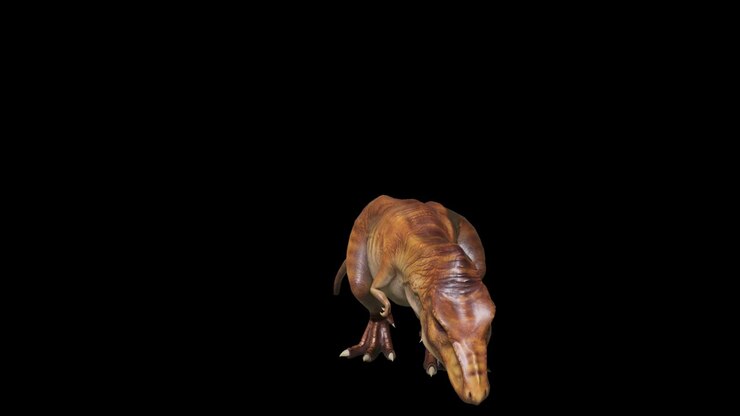 dinosaure tyrannosaurus rugit dans une animation en boucle sans couture. reptile sur un fond isolé avec canal alpha. animation pour des arrière-plans historiques, naturels et animaux.