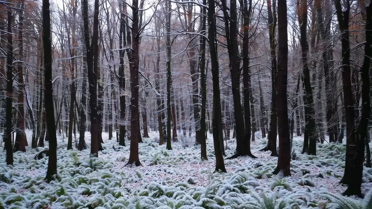 Autumn and Winter Forest Landscapes