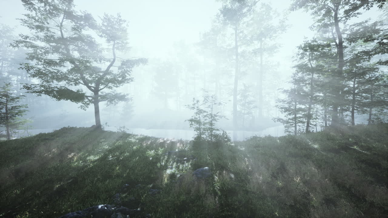 숲 속의 아름다운 아침