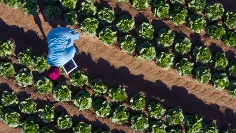 high aerial zoom out circular view of a black african female farmer using a digital tablet monitoring vegetables on large scale vegetable farm