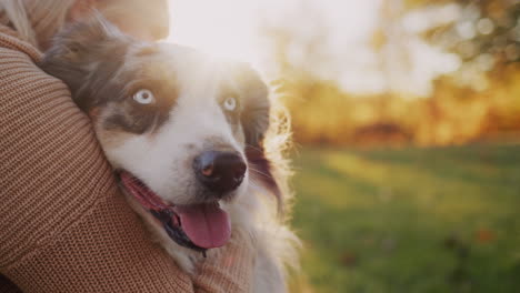 el dueño abraza a su perro, juntos en un paseo por el parque. noche antes del atardecer