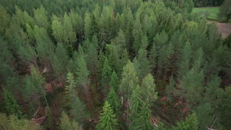 Aerial-dolly-forward-shot-of-Scandinavian-finnish-forest-and-forestry-machine-Ponsse-Scorpion-harvester-filmed-with-DJI-Air-2s