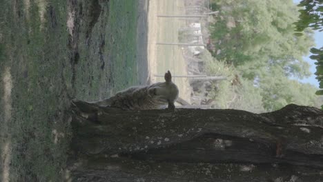 Ein-Schaf-Versteckt-Sich-Im-Schatten-Hinter-Einem-Baum-In-Patagonien,-Argentinien,-Mit-Feldern-Und-Bäumen-Im-Hintergrund