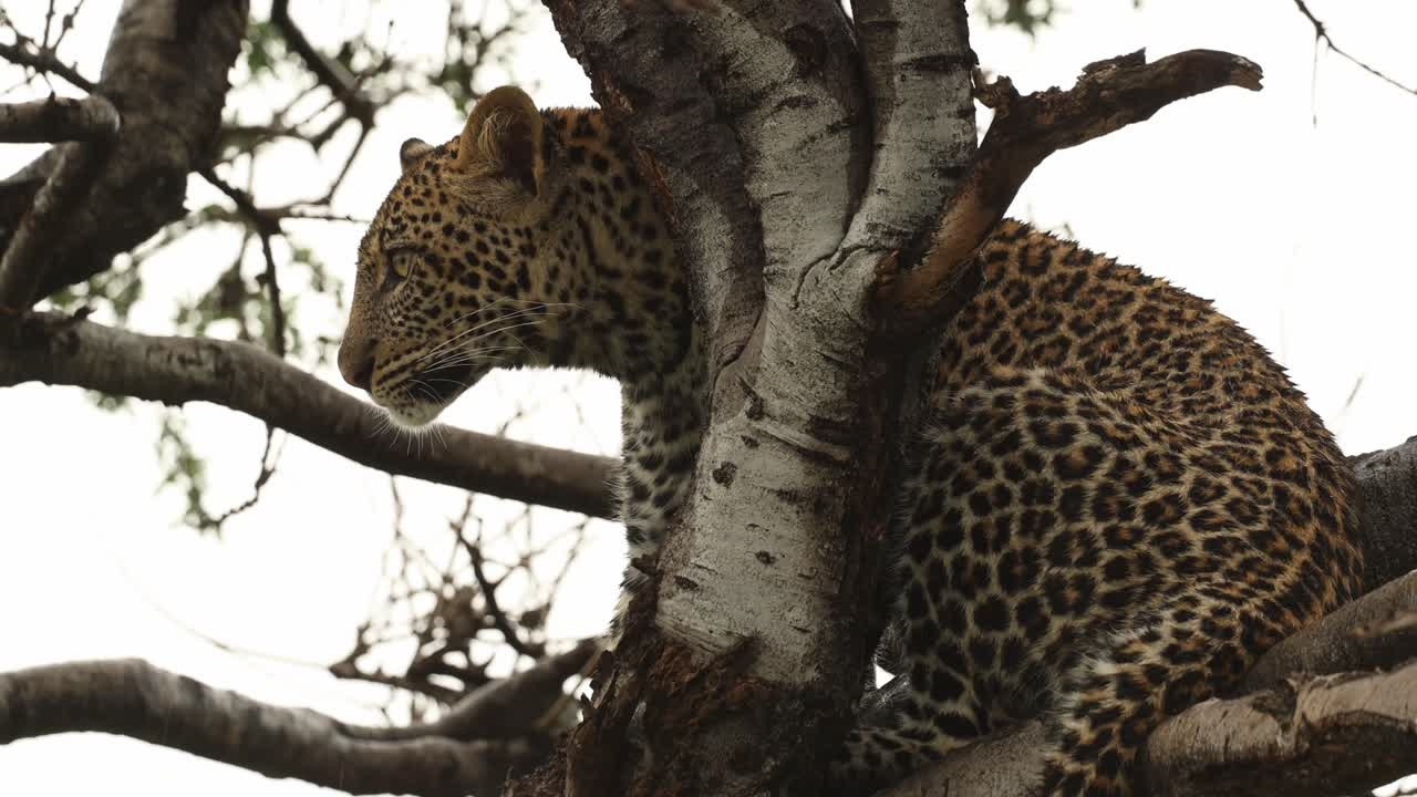 Medium shot of a leopard cub sitting in a tree turning its head and looking into the camera, Mashatu Game Reserve.
