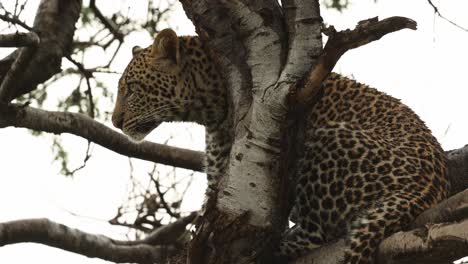 medium shot of a leopard cub sitting in a tree turning its head and looking into the camera, mashatu game reserve.
