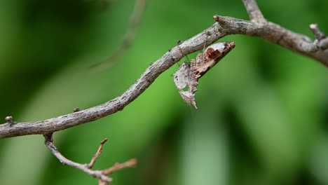 mantis religiosa colgando de debajo de una rama delgada con un fondo verde moviéndose a lo largo de la rama girando