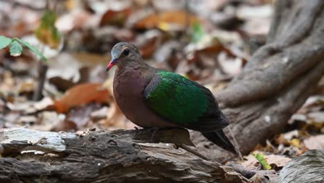 paloma esmeralda común donde se posan en un tronco de árbol en el bosque - cerrar